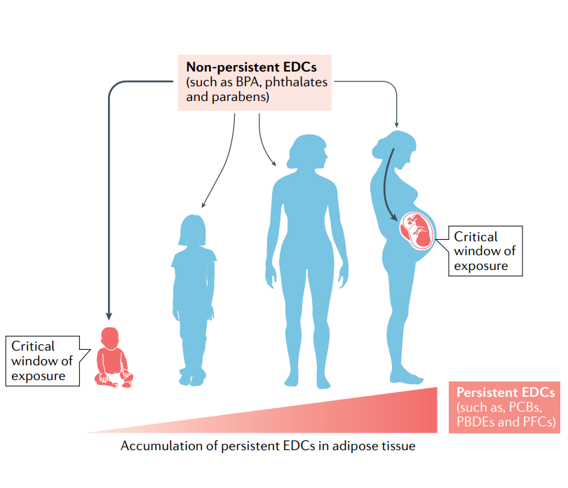 Placental biomarkers of a developmental exposure to the Endocrine Disruptor Bisphenol S